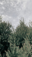 Beautiful green pine plant background 