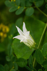 Small white flowers blooming beautifully and bokeh soft blur in the morning