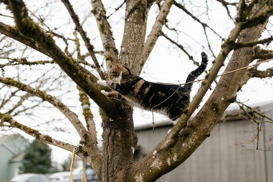Cute Outdoor Cat Climbing Tree