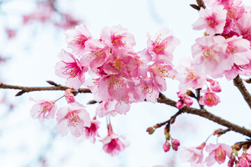 pink cherry blossoms