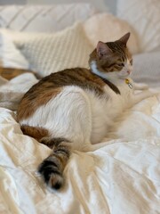Female cat chilling on the Futon at home bed, Ms. Maccaron, 2 years old, Japanese tabby, Tokyo...