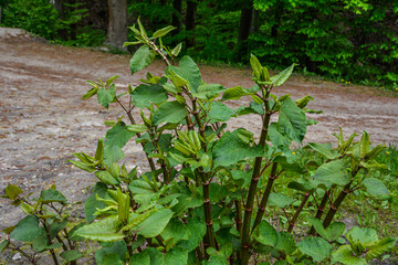 Polygonum sachalinense in spring. Green young plant in spring.