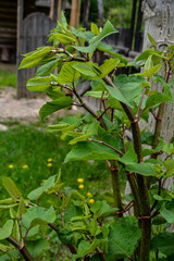 Polygonum sachalinense in spring. Green young plant in spring.
