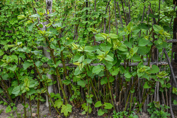 Polygonum sachalinense in spring. Green young plant in spring.