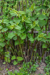 Polygonum sachalinense in spring. Green young plant in spring.