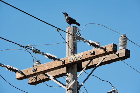 A crow on a telegraph pole