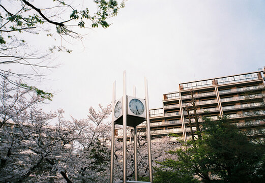 Sakura in Tokyo