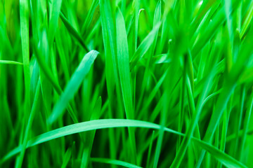 juicy green grass, germinated wheat grass, microgreens, babylist, city farm