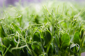 large pea microgreens, green tendrils, healthy vegetarian food