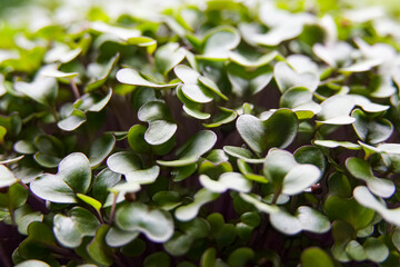 arugula microgreens large