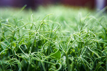 large pea microgreens, green tendrils, healthy vegetarian food