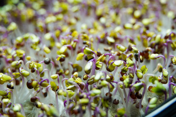 green grass after the rain in beautiful transparent drops, beautiful nature fresh summer background wallpaper
                              