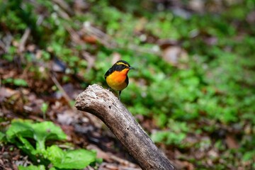 軽井沢や清里等初夏の高原の森を彩るオレンジ色がとても鮮やかで美しい小鳥キビタキ