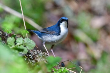 軽井沢や八ヶ岳の高原の森で見られる青と白の美しい小鳥コルリ