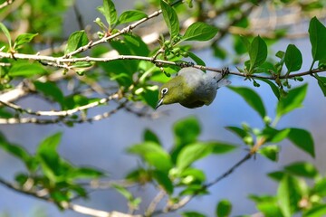 新緑の初夏の公園で見られる身近なかわいい小鳥メジロ