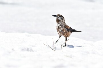 残雪の万座温泉で見られた高山の野鳥ホシガラス