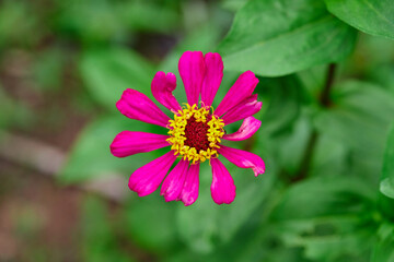 Obraz premium Close-up of zinnia flower blossom in flower plant