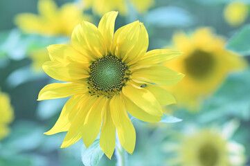 清々しい朝の向日葵