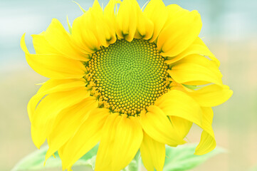 自然の幾何学模様が美しい向日葵