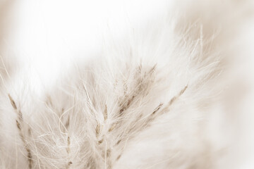 Beige neutral color dried fluffy tiny romantic flowers with seeds on light blur background macro