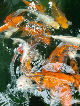 Hungry koi in pond