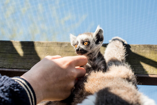 young girl stroking a lemur and her baby in a zoo
