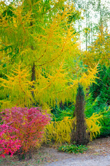 Autumn red and yellow trees. Beautiful autumn landscape with yellow and red trees. Colorful foliage in the park