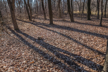 Dry humus leaves in the forest.Forest landscape.