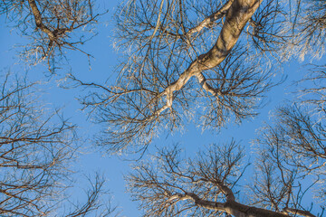 Tree crowns in nature against the sky