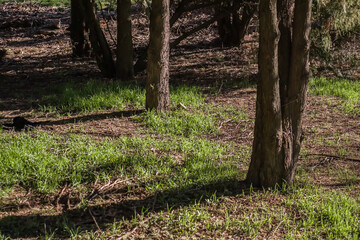 Green grass at the edge of a dark forest. Landscape of a dense forest.