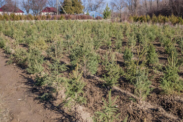 Obraz premium Green coniferous plants in the nursery. Growing seedlings for reforestation.