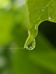 water drop on a leaf