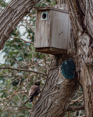 bird house on a tree