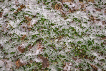 Melting snow in nature on the grass, top view