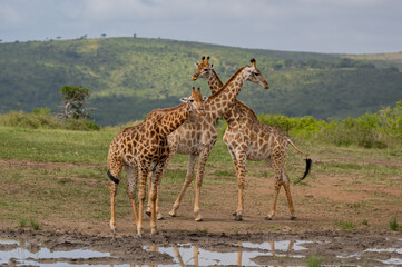 Naklejka na ściany i meble Giraffen im Naturreservat im Hluhluwe Nationalpark Südafrika