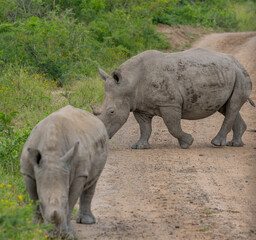 Obraz premium Nashorn Mutter und Nashorn Baby im Naturreservat Hluhluwe Nationalpark Südafrika