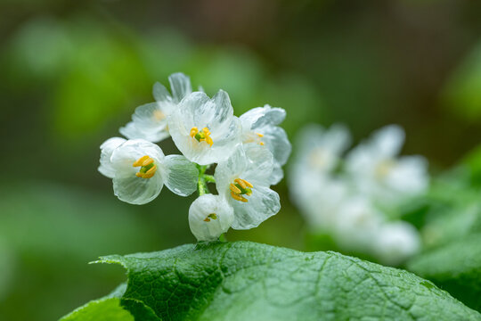 サンカヨウ の画像 107 件の Stock 写真 ベクターおよびビデオ Adobe Stock