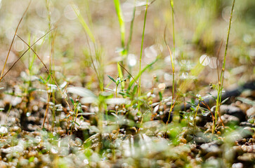 close up of grass in spring
