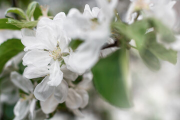Kwiat jabłoni. Gałąź delikatnych wiosennych białych kwiatów jabłoni na rozmytym w nieostrości tle
