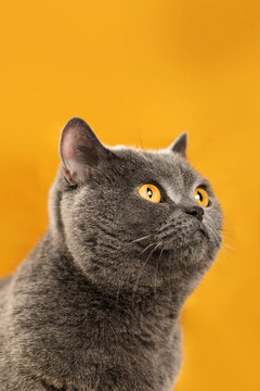 cat portrait on yellow background