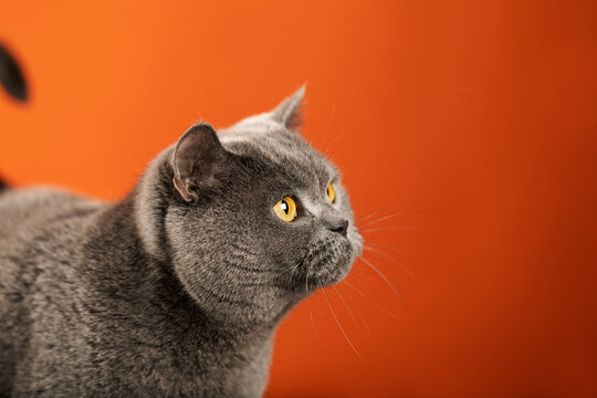 cat portrait with copyspace