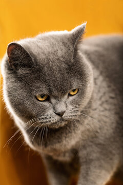 grey cat studio portrait 