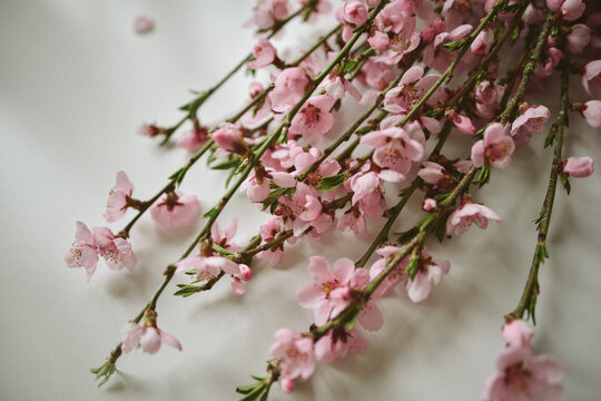smell of spring