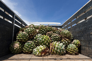 Agave pineapples to make mezcal stacked inside a truck