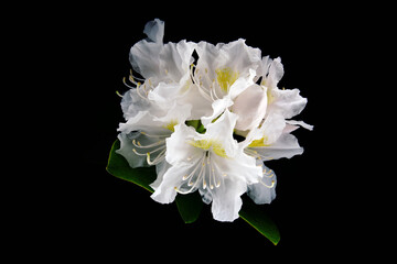 Fototapeta na wymiar Rhododendron kwiat pełen magii idealny jako tapeta na pulpit lub tekstura. białe kwiaty, wiosna, lato w pełni. słońce pokrywające płatki kwiatka.