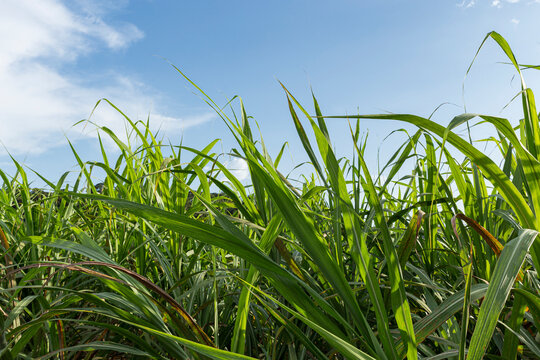 Sugar cane field planted with a blue sky in the background 
