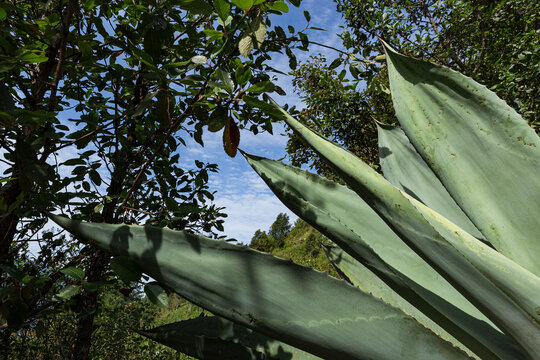 Pulquero agave leaves next to trees 