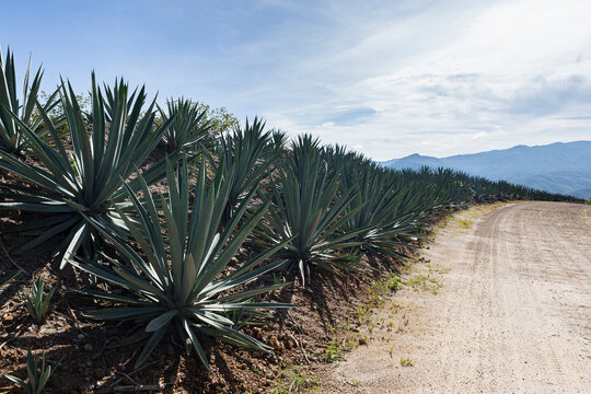 Field of agaves for mezcal planted next to a dirt road 