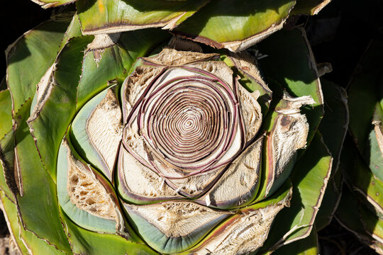 Closeup of an agave pineapple cut to make mezcal 