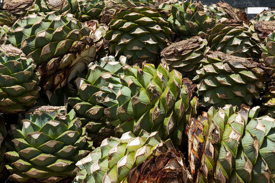 Texture of agave pineapples cut to make mezcal